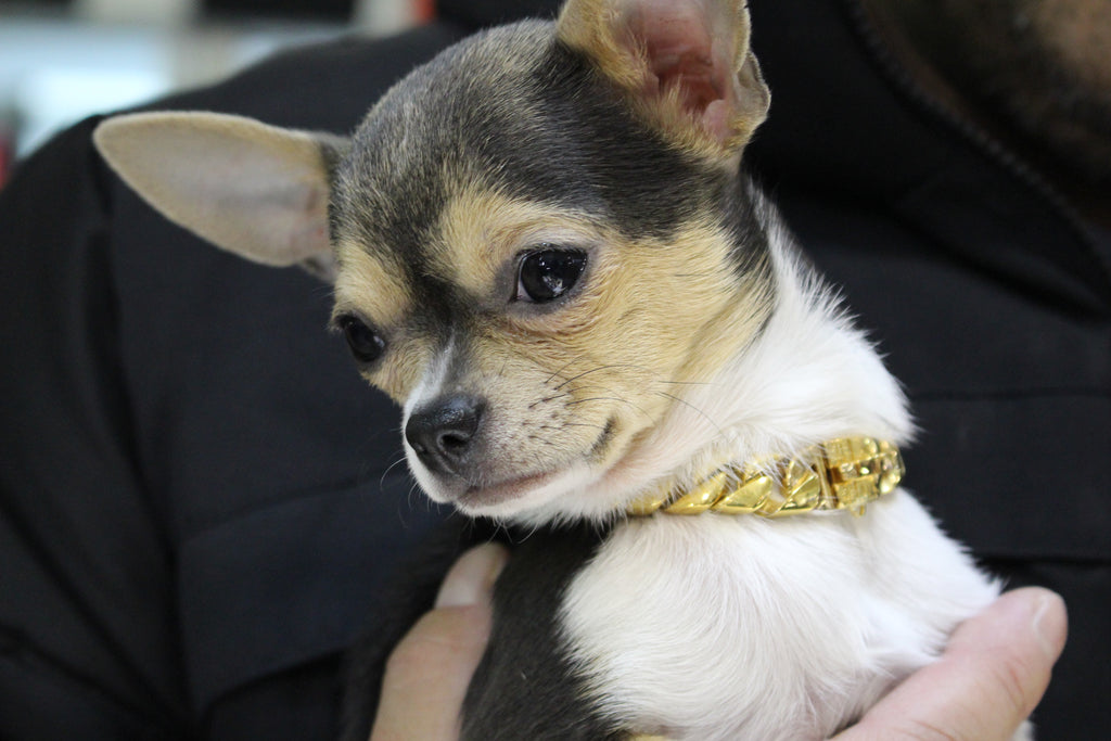 BELLA FEMALE CHIHUAHUA WEARING THE CUBANITO GOLD DOG COLLAR FROM BIG DOG CHAINS
