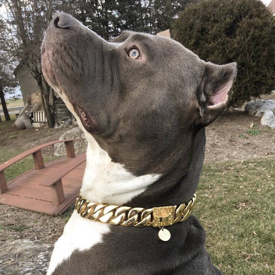 Pitbull Wearing Big Dog Chains Gold Collar with a custom gold dog id tag